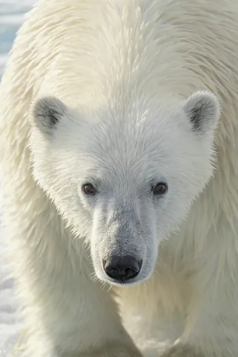 Framed Print : Norway, Svalbard. Close-up of polar bear male. ©Don Grall / Jaynes Gallery / DanitaDelimont.com Framed Print : Norway, Svalbard. Close-up of polar bear male. ©Don Grall / Jaynes Gallery / DanitaDelimont.com