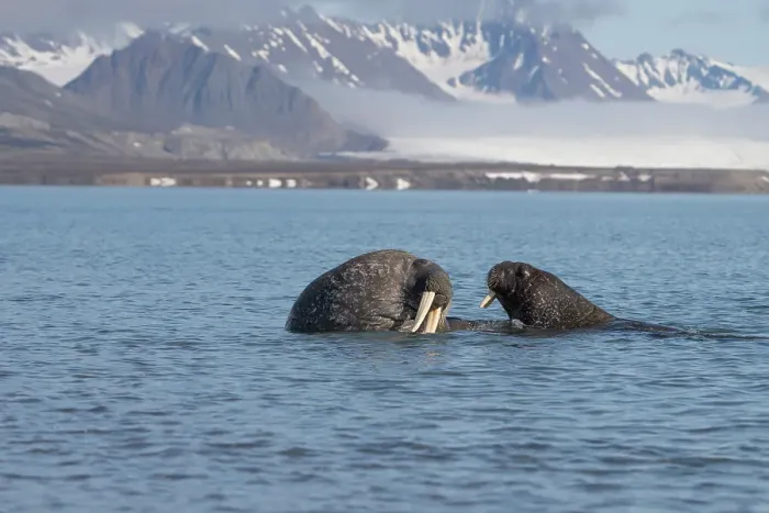 Framed Print : Norway, Svalbard. Close-up of walruses in ocean. ©Don Grall / Jaynes Gallery / DanitaDelimont.com Framed Print : Norway, Svalbard. Close-up of walruses in ocean. ©Don Grall / Jaynes Gallery / DanitaDelimont.com