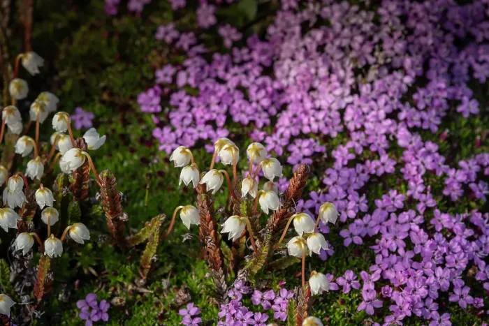 Framed Print : Norway, Svalbard. Close-up of white Arctic bell heather flowers. ©Don Grall / Jaynes Gallery / DanitaDelimont.com Framed Print : Norway, Svalbard. Close-up of white Arctic bell heather flowers. ©Don Grall / Jaynes Gallery / DanitaDelimont.com