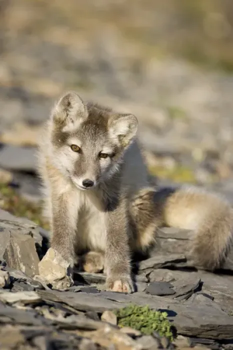 Framed Print : Norway, Svalbard, Edgeoya Island, Arctic Fox (Vulpes lagopus) Kit sitting on rocky