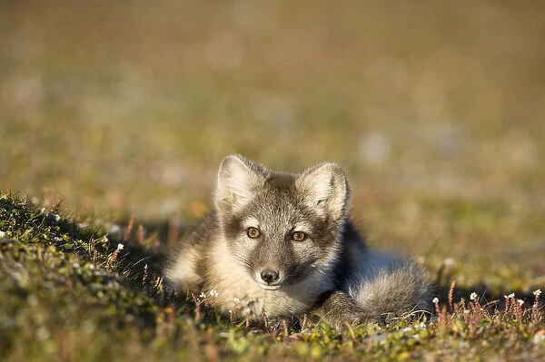 Norway, Svalbard, Edgeoya Island, Arctic Fox (Vulpes lagopus) resting on tundra along