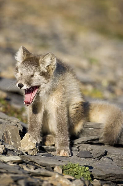 Norway, Svalbard, Edgeoya Island, Arctic Fox (Vulpes lagopus) Kit yawns while resting