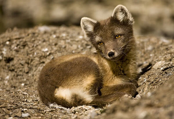 Norway, Svalbard, Edgeoya Island, Arctic Fox (Vulpes lagopus) resting beneath bird