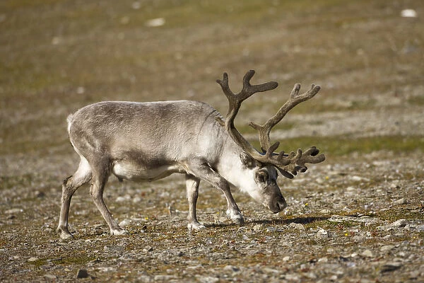 Norway, Svalbard, Edgeoya Island, Reindeer (Rangifer tarandus) grazing on tundra