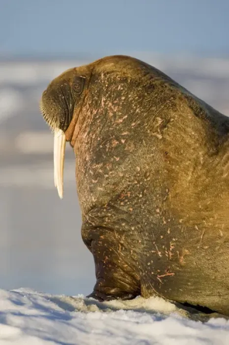 Framed Print : Norway, Svalbard, Edgeoya Island, Walrus (Odobenus rosmarus) on sea ice near Kapp