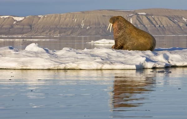 Norway, Svalbard, Edgeoya Island, Walrus (Odobenus rosmarus) on sea ice near Kapp