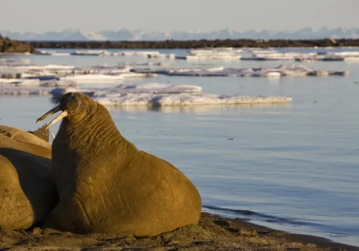 Framed Print : Norway, Svalbard, Edgeoya Island, Walrus (Odobenus rosmarus) in haul out lit by midnight Framed Print : Norway, Svalbard, Edgeoya Island, Walrus (Odobenus rosmarus) in haul out lit by midnight