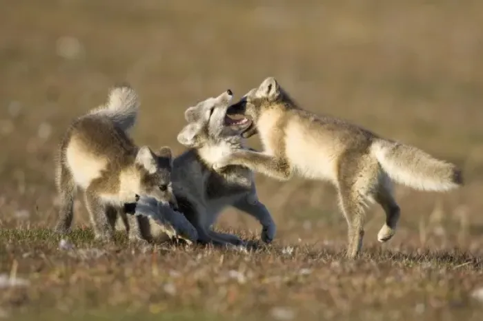 Framed Print : Norway, Svalbard, Edgeoya Island, Arctic Fox (Vulpes lagopus) Kits playing on tundra