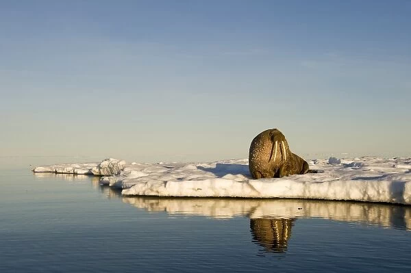 Norway, Svalbard, Edgeoya Island, Walrus (Odobenus rosmarus) on sea ice near Kapp
