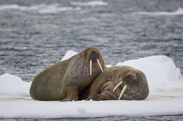 Norway, Svalbard, Edgeoya Island, Walrus (Odobenus rosmarus) resting together