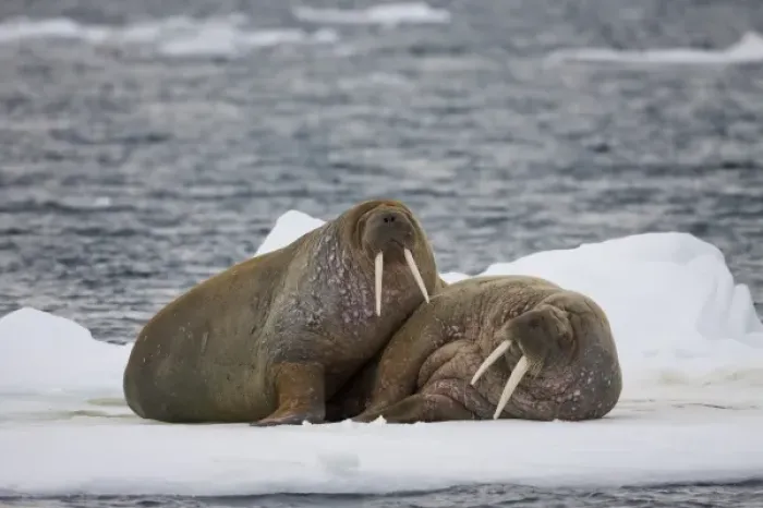 Framed Print : Norway, Svalbard, Edgeoya Island, Walrus (Odobenus rosmarus) resting together Framed Print : Norway, Svalbard, Edgeoya Island, Walrus (Odobenus rosmarus) resting together