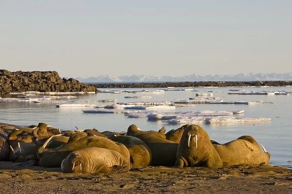 Norway, Svalbard, Edgeoya Island, Walrus (Odobenus rosmarus) haul out on coastline