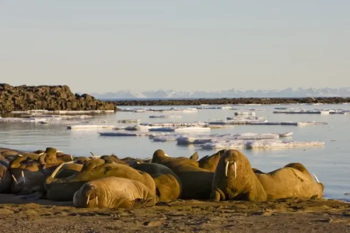 Framed Print : Norway, Svalbard, Edgeoya Island, Walrus (Odobenus rosmarus) haul out on coastline Framed Print : Norway, Svalbard, Edgeoya Island, Walrus (Odobenus rosmarus) haul out on coastline