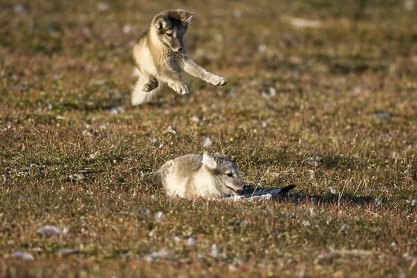Norway, Svalbard, Edgeoya Island, Arctic Fox (Vulpes lagopus) Kit leaping on another