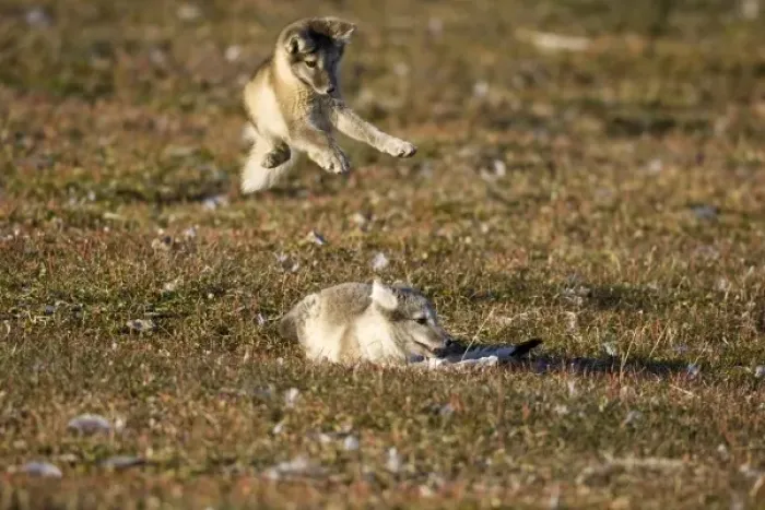 Framed Print : Norway, Svalbard, Edgeoya Island, Arctic Fox (Vulpes lagopus) Kit leaping on another