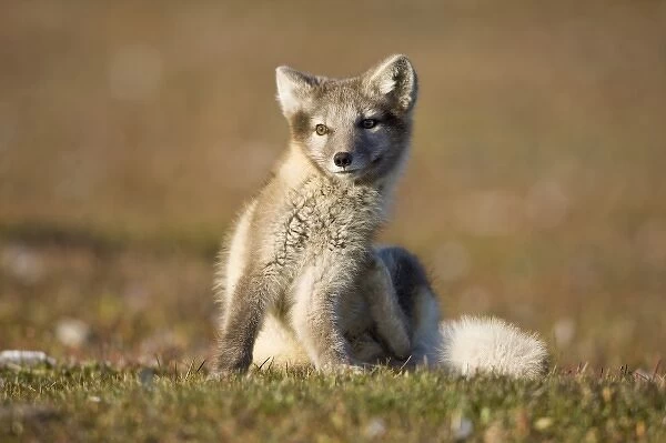 Norway, Svalbard, Edgeoya Island, Arctic Fox (Vulpes lagopus) Kit scratches while