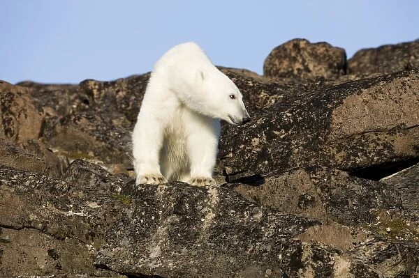 Norway, Svalbard, Edgeoya Island, Polar Bear (Ursus maritimus) standing on basalt