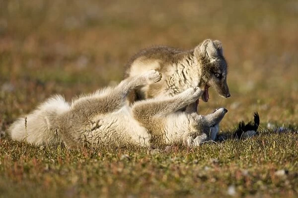 Norway, Svalbard, Edgeoya Island, Arctic Fox (Vulpes lagopus) Kits playing on tundra