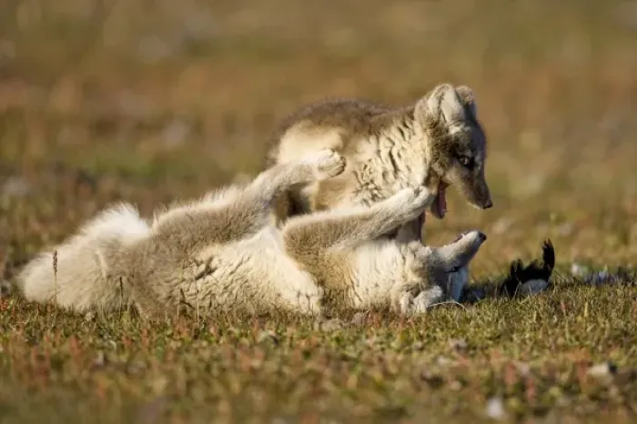 Framed Print : Norway, Svalbard, Edgeoya Island, Arctic Fox (Vulpes lagopus) Kits playing on tundra