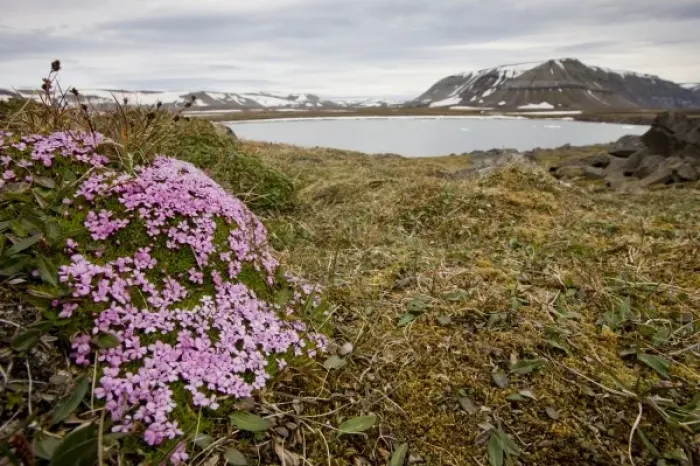 Framed Print : Norway, Svalbard, Edgeoya Island, Moss Campion flowers (Silene acaulis) blossom in Framed Print : Norway, Svalbard, Edgeoya Island, Moss Campion flowers (Silene acaulis) blossom in