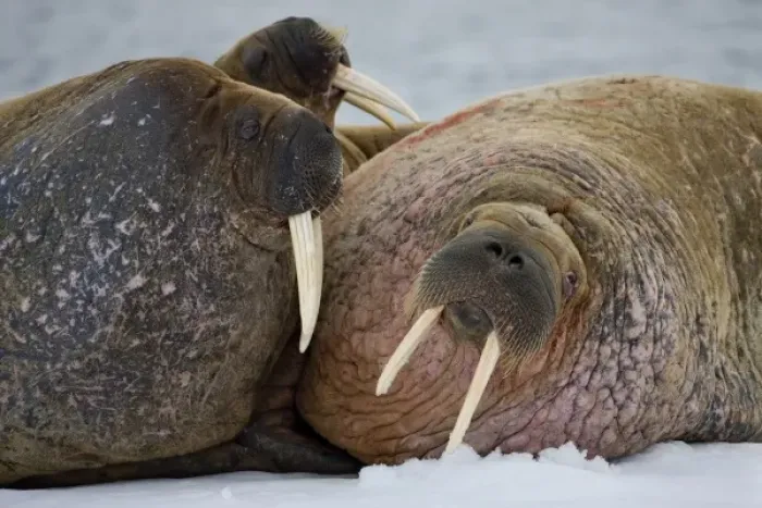 Framed Print : Norway, Svalbard, Edgeoya Island, Walrus (Odobenus rosmarus) resting together Framed Print : Norway, Svalbard, Edgeoya Island, Walrus (Odobenus rosmarus) resting together