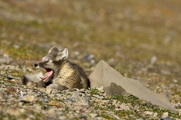 Norway, Svalbard, Edgeoya Island, Arctic Fox (Vulpes lagopus) Kit yawns while resting