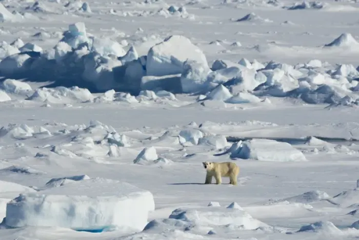Framed Print : Norway. Svalbard. Hinlopen Strait. Polar bear (Ursus maritimus) walking on the drift ice Framed Print : Norway. Svalbard. Hinlopen Strait. Polar bear (Ursus maritimus) walking on the drift ice