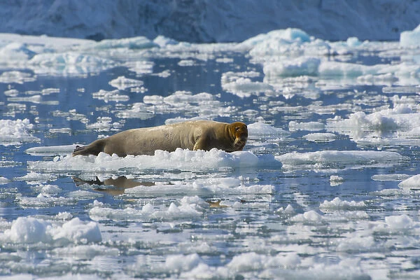 Norway. Svalbard. Hornsund. Burgerbutka. Bearded seal (Erignathus barbatus) resting
