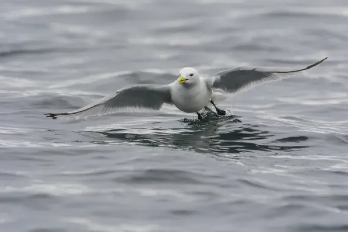 Framed Print : Norway. Svalbard. Kiepertoya Island. Black-legged kittiwake (Rissa tridactyla) in flight Framed Print : Norway. Svalbard. Kiepertoya Island. Black-legged kittiwake (Rissa tridactyla) in flight