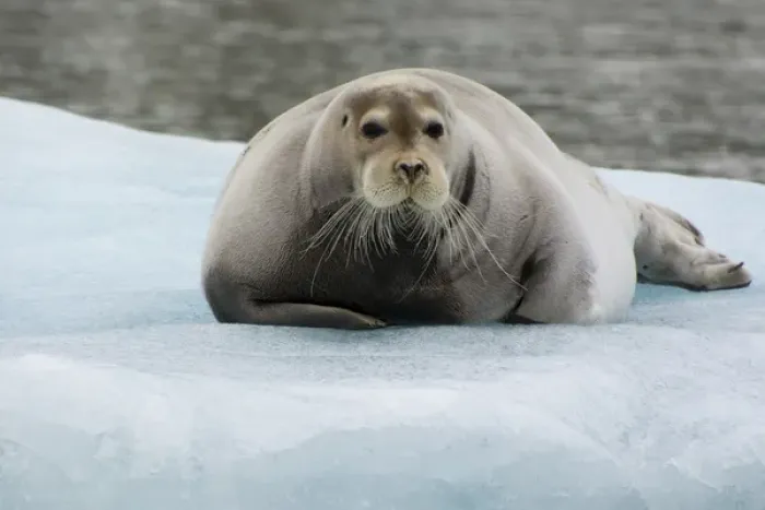 Framed Print : Norway. Svalbard. Krossfjord. 14th of July glacier Framed Print : Norway. Svalbard. Krossfjord. 14th of July glacier