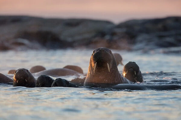 Norway, Svalbard, Kvitoya. Walruses swimming at sunset