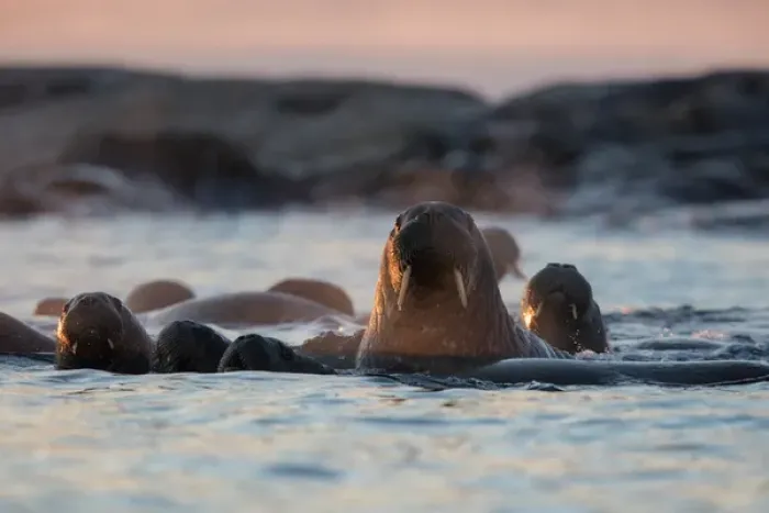 Framed Print : Norway, Svalbard, Kvitoya. Walruses swimming at sunset