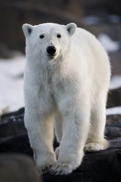 Norway, Svalbard, Langoya Island, Young Polar Bear (Ursus maritimus) sticks out tongue