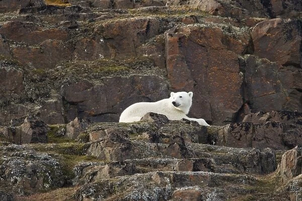 Norway, Svalbard, Langoya Island, Polar Bear (Ursus maritimus) resting on basalt