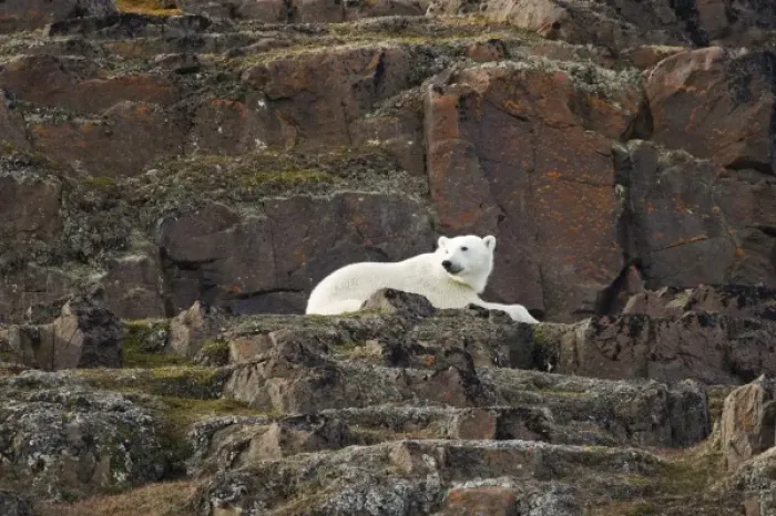 Framed Print : Norway, Svalbard, Langoya Island, Polar Bear (Ursus maritimus) resting on basalt