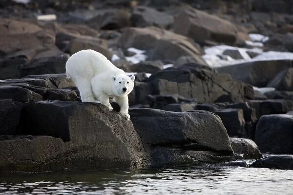 Norway, Svalbard, Langoya Island, Young Polar Bear (Ursus maritimus) crouching along