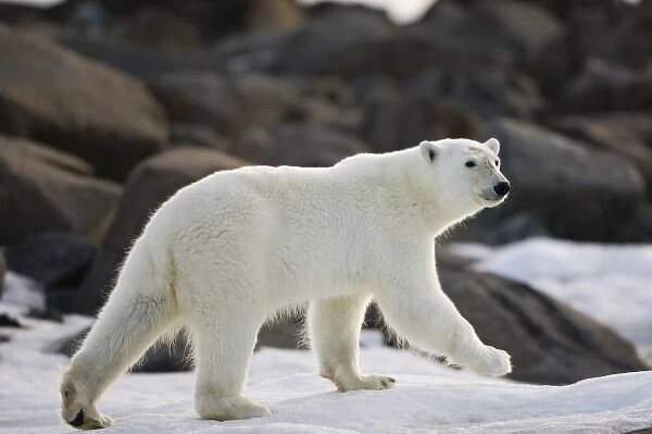 Norway, Svalbard, Langoya Island, Young Polar Bear (Ursus maritimus) walking along