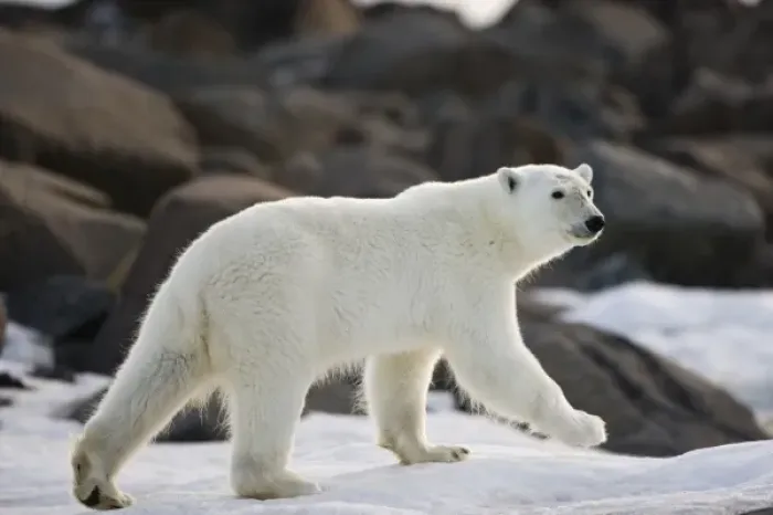 Framed Print : Norway, Svalbard, Langoya Island, Young Polar Bear (Ursus maritimus) walking along Framed Print : Norway, Svalbard, Langoya Island, Young Polar Bear (Ursus maritimus) walking along