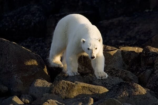 Norway, Svalbard, Langoya Island, Young Polar Bear (Ursus maritimus) walking along