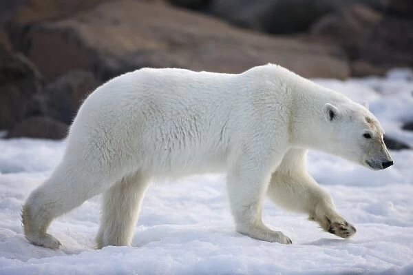 Norway, Svalbard, Langoya Island, Young Polar Bear (Ursus maritimus) walking on shore