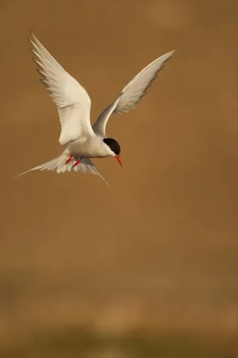 Framed Print : Norway, Svalbard, Longyearbyen, Arctic Tern (Sterna paradisaea) hovering above small Framed Print : Norway, Svalbard, Longyearbyen, Arctic Tern (Sterna paradisaea) hovering above small