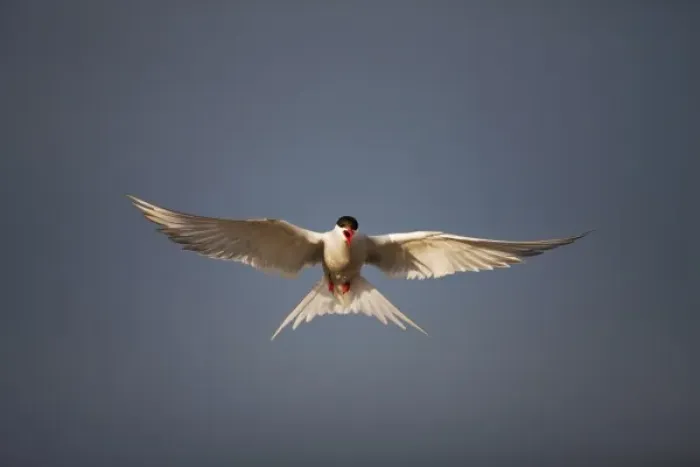 Framed Print : Norway, Svalbard, Longyearbyen, Arctic Tern (Sterna paradisaea) hovering above small Framed Print : Norway, Svalbard, Longyearbyen, Arctic Tern (Sterna paradisaea) hovering above small