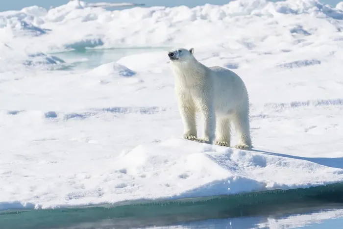 Framed Print : Norway, Svalbard. Male polar bear on pack ice in Arctic Ocean. ©Don Grall  /  Jaynes Gallery  /  DanitaDelimont.com