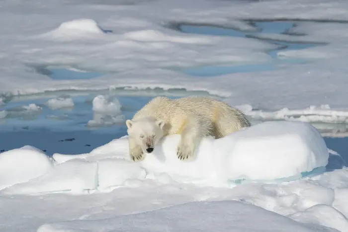 Framed Print : Norway, Svalbard. Male polar bear resting on pack ice in Arctic Ocean. ©Don Grall  /  Jaynes Gallery  /  DanitaDelimont.com