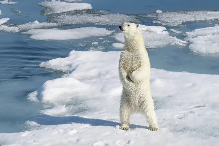 Framed Print : Norway, Svalbard. Male polar bear standing on ice floe in Arctic Ocean. ©Don Grall  /  Jaynes Gallery  /  DanitaDelimont.com