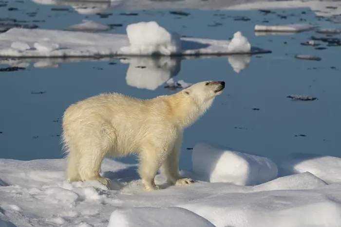 Framed Print : Norway, Svalbard. Male polar bear walking across pack ice in Arctic Ocean. ©Don Grall / Jaynes Gallery / DanitaDelimont.com Framed Print : Norway, Svalbard. Male polar bear walking across pack ice in Arctic Ocean. ©Don Grall / Jaynes Gallery / DanitaDelimont.com