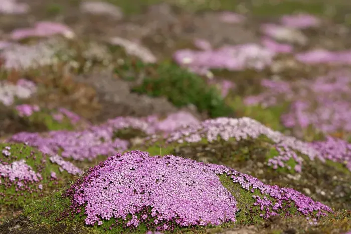 Framed Print : Norway, Svalbard. Moss campion pink wildflower close-up. ©Don Grall / Jaynes Gallery / DanitaDelimont.com Framed Print : Norway, Svalbard. Moss campion pink wildflower close-up. ©Don Grall / Jaynes Gallery / DanitaDelimont.com