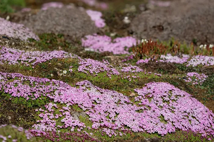 Framed Print : Norway, Svalbard. Moss campion pink wildflower close-up. ©Don Grall  /  Jaynes Gallery  /  DanitaDelimont.com