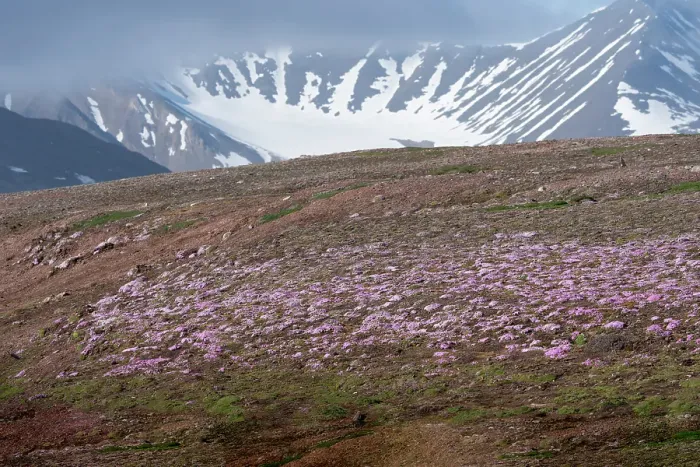 Framed Print : Norway, Svalbard. Moss campion pink wildflower and tundra on hillside. ©Don Grall  /  Jaynes Gallery  /  DanitaDelimont.com