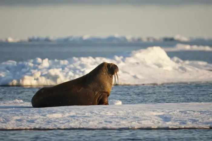 Framed Print : Norway, Svalbard, Nordaustlandet, Walrus (Odobenus rosmarus) on pack ice near Hinlopen